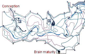 brain development map