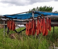 salmon drying