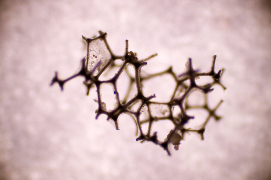 macro 40x lens image of microplastic waste