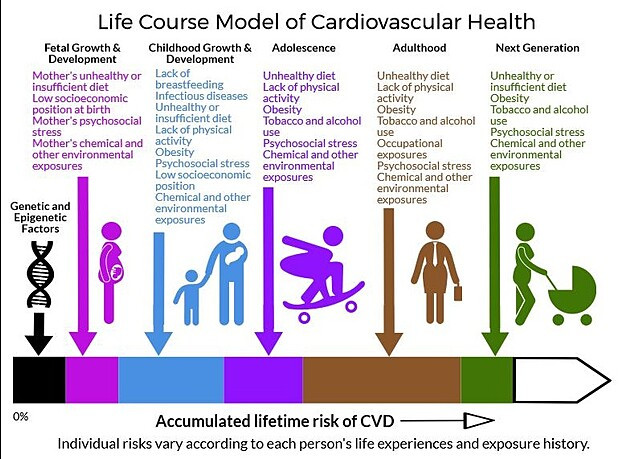 CardiovascularDiseaseLifecourseModel