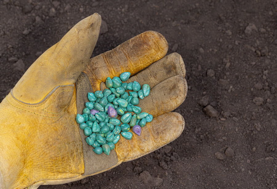 Farmer holding treated corn seed in hand.
