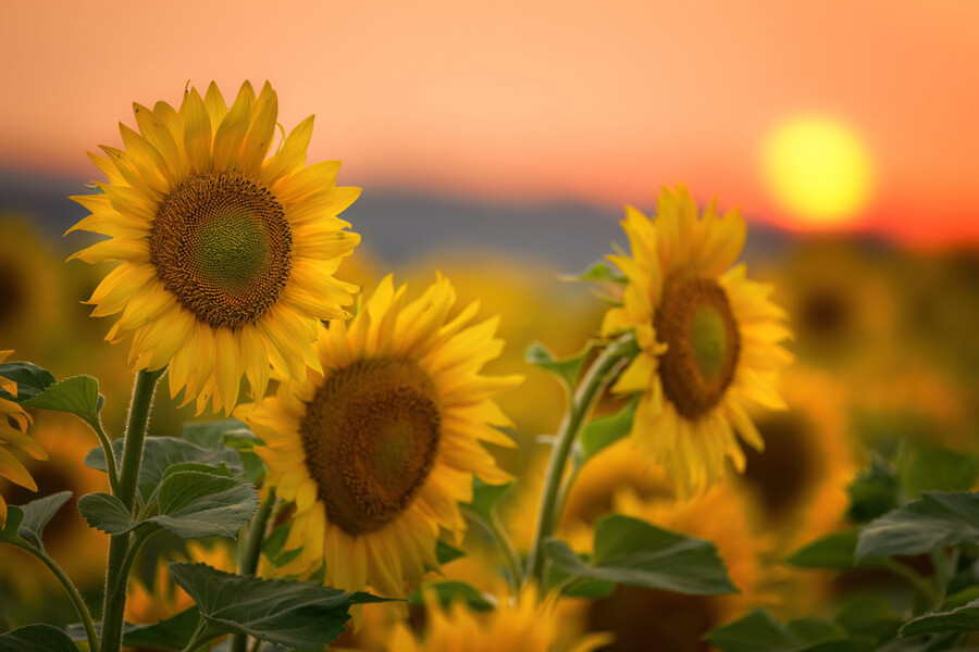 Sunflowers at sunset