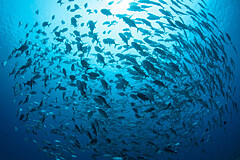 healthy ocean
