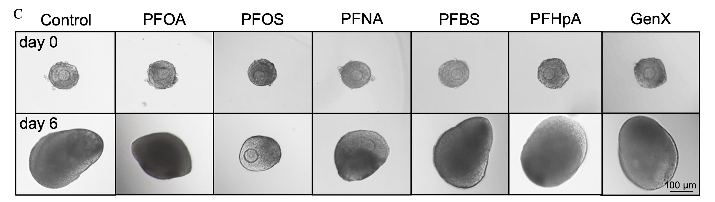 Follicle Exposure to PFAS image from "Exposure to Long- and Short-Chain Per- and Polyfluoroalkyl Substances in Mice and Ovarian-Related Outcomes: An in Vivo and in Vitro Study"