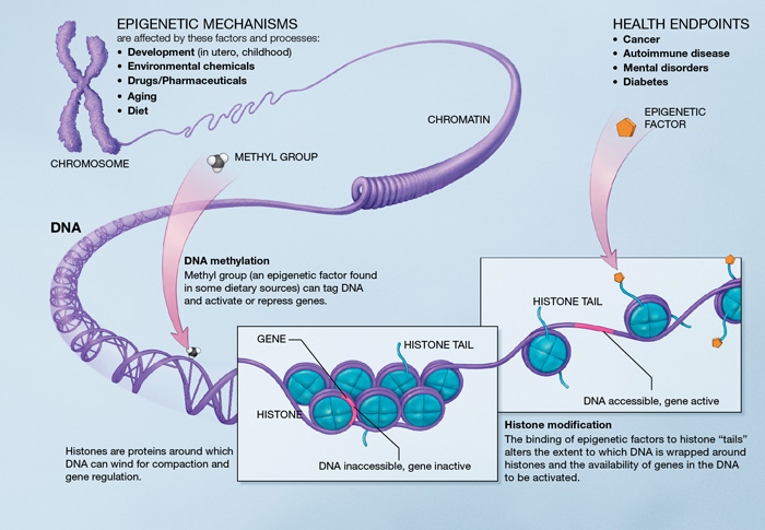 Epigenomics from NIH