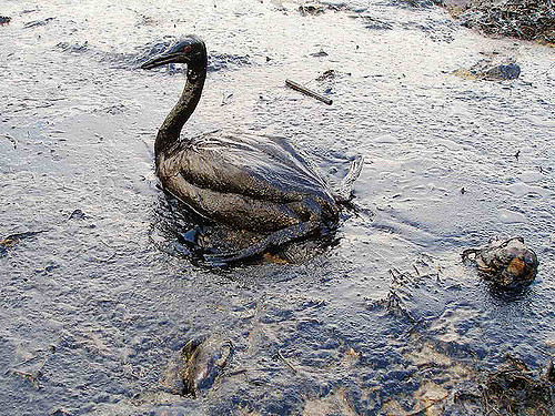 oiled bird in water